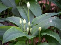 Gruppe von frischen Bärlauchblüten Knospen